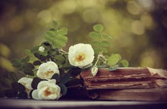Dogrose on the open old books royalty free stock photos Dogrose on the open old books royalty free stock photos