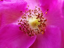 Ultra Violet. macro photo of a purple flower of wild rose Rosa canina with yellow stamen with pollen.