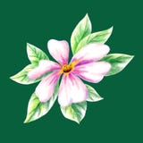 dogroseblomma stock illustrationer dogroseblomma stock illustrationer