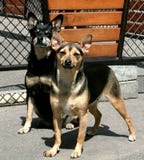 Dogs crossbreed siblings Poland Europe royalty free stock photography Dogs crossbreed siblings Poland Europe royalty free stock photography