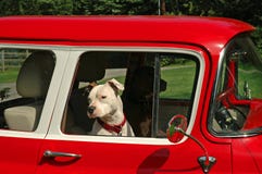 Dogs Driver And Passenger Royalty Free Stock Photography