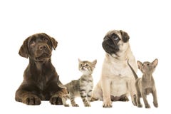 Dogs en young cats looking up royalty free stock photos Dogs en young cats looking up royalty free stock photos