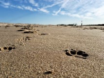 Dogs footprints on the sand of the Brighton Beach stock image Dogs footprints on the sand of the Brighton Beach stock image
