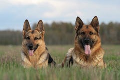 dogs får två royaltyfria foton dogs får två royaltyfria foton