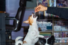 Dogs look at food,Hand to feed dog,Two-legged dog. royalty free stock photography Dogs look at food,Hand to feed dog,Two-legged dog. royalty free stock photography