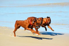 Dogs Running In Pack Royalty Free Stock Image Dogs Running In Pack Royalty Free Stock Image