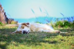 Dogs Sleep Well in Nature. stock photography Dogs Sleep Well in Nature. stock photography