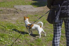 Dogsitter идя с поднимает терьера домкратом Рассела Собака на зеленой лужайке стоковая фотография Dogsitter идя с поднимает терьера домкратом Рассела Собака на зеленой лужайке стоковая фотография