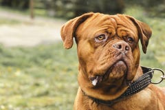 Close-up portrait Dogue de Bordeaux, Bordeaux Mastiff, French Mastiff royalty free stock images Close-up portrait Dogue de Bordeaux, Bordeaux Mastiff, French Mastiff royalty free stock images