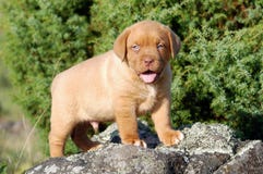 Dogue De Bordo szczeniak Obraz Stock Dogue De Bordo szczeniak Obraz Stock
