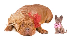 Dogue De Bordéus e filhote de cachorro da chihuahua imagem de stock royalty free Dogue De Bordéus e filhote de cachorro da chihuahua imagem de stock royalty free