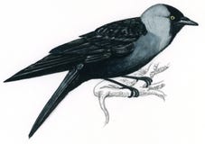 dohle-auf-einem-zweig-corvus-monedula-21