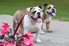 Dois buldogues ingleses ou buldogues britânicos no parque fotografia de stock Dois buldogues ingleses ou buldogues britânicos no parque fotografia de stock