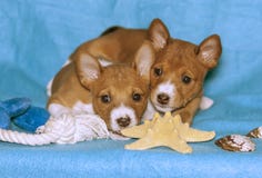 Dois cachorrinhos do Basenji produzem em um fundo azul imagem de stock royalty free Dois cachorrinhos do Basenji produzem em um fundo azul imagem de stock royalty free