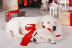 Dois cachorrinhos do golden retriever aproximam a árvore de Natal com presentes Imagens de Stock Dois cachorrinhos do golden retriever aproximam a árvore de Natal com presentes Imagens de Stock