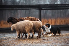 Dois carneiros de pastagem preto e branco ruivos do cão de border collie no prado cão cru disciplina dos esportes Conceito Cão imagem de stock Dois carneiros de pastagem preto e branco ruivos do cão de border collie no prado cão cru disciplina dos esportes Conceito Cão imagem de stock