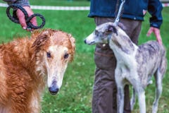 Dois cães da criação de animais do galgo com seus mestres em uma caminhada em r imagens de stock royalty free Dois cães da criação de animais do galgo com seus mestres em uma caminhada em r imagens de stock royalty free