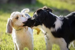 Dois cães que jogam com um brinquedo em um prado imagens de stock Dois cães que jogam com um brinquedo em um prado imagens de stock