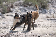 Dois cães que jogam com uma madeira grande imagens de stock Dois cães que jogam com uma madeira grande imagens de stock