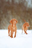 Dois cães vermelhos do visla bonito no inverno foto de stock royalty free Dois cães vermelhos do visla bonito no inverno foto de stock royalty free