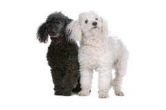 Dois filhotes de cachorro da caniche de brinquedo imagem de stock Dois filhotes de cachorro da caniche de brinquedo imagem de stock