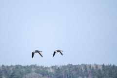 Dois gansos de pato bravo europeu que voam com uma floresta no fundo foto de stock Dois gansos de pato bravo europeu que voam com uma floresta no fundo foto de stock