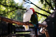 Dois papagaios estão sentando-se em um ramo no jardim zoológico foto de stock Dois papagaios estão sentando-se em um ramo no jardim zoológico foto de stock