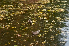 Dois patos em uma água do outono Imagens de Stock Royalty Free Dois patos em uma água do outono Imagens de Stock Royalty Free
