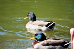 Dois patos masculinos do pato selvagem na lagoa foto de stock Dois patos masculinos do pato selvagem na lagoa foto de stock