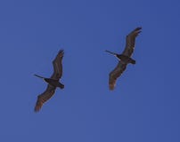 Dois pelicanos de Brown que deslizam no uníssono com um fundo do céu azul profundo fotos de stock royalty free Dois pelicanos de Brown que deslizam no uníssono com um fundo do céu azul profundo fotos de stock royalty free