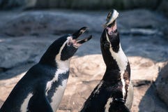 Dois pinguins que lutam sobre um peixe no parque zoológico imagens de stock Dois pinguins que lutam sobre um peixe no parque zoológico imagens de stock