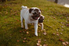 Dois pugs, os cães, a mãe e sua prole estão andando na grama verde e nas folhas de outono, com as caras felizes, sorrindo imagens de stock royalty free Dois pugs, os cães, a mãe e sua prole estão andando na grama verde e nas folhas de outono, com as caras felizes, sorrindo imagens de stock royalty free