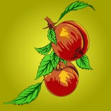 Dois pêssegos com folhas em uma filial ilustração do vetor Dois pêssegos com folhas em uma filial ilustração do vetor