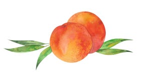 Dois pêssegos e folhas ilustração do vetor Dois pêssegos e folhas ilustração do vetor