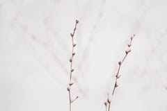 Dois ramos na neve imagem de stock Dois ramos na neve imagem de stock