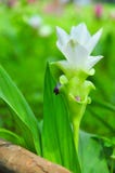 Dok Krajeaw Flower or Siam Tulip Royalty Free Stock Images Dok Krajeaw Flower or Siam Tulip Royalty Free Stock Images