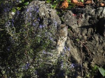 dold katt arkivfoto dold katt arkivfoto