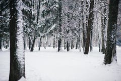 Dolda tr?d f?r sn? i vinterskogen royaltyfri fotografi Dolda tr?d f?r sn? i vinterskogen royaltyfri fotografi