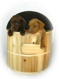 Doleful Dogs Hang Out Of Wooden Barrel Royalty Free Stock Photography Doleful Dogs Hang Out Of Wooden Barrel Royalty Free Stock Photography
