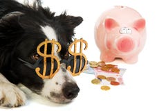 Dollar dog with piggy bank Royalty Free Stock Photos Dollar dog with piggy bank Royalty Free Stock Photos