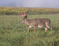 Dollaro del Whitetail sul movimento fotografia stock Dollaro del Whitetail sul movimento fotografia stock
