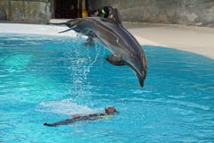 Dolphin Royalty Free Stock Photography