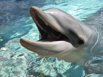 Dolphin Royalty Free Stock Photos