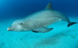 Dolphin Royalty Free Stock Images