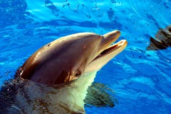 Dolphin Stock Photos