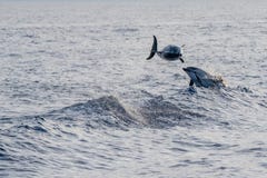 Dolphin while jumping in the deep blue sea royalty free stock photo Dolphin while jumping in the deep blue sea royalty free stock photo