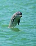 Dolphin Jumping, Florida