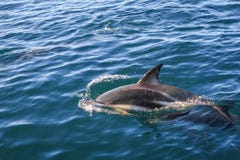 Dolphin in Kaikoura bay, New Zealand royalty free stock image Dolphin in Kaikoura bay, New Zealand royalty free stock image