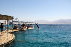 Dolphinarium in Eilat stock afbeeldingen Dolphinarium in Eilat stock afbeeldingen