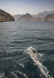 Playful humpback dolphins in a coastal waters of Musandam Oman Stock Images Playful humpback dolphins in a coastal waters of Musandam Oman Stock Images